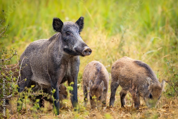 Obraz Wild boar (Sus scrofa) with piglets in tall grass, natural habitat, alert mother, striped young, spring scene, wildlife, close-up, peaceful moment, blurred background, detailed fur.