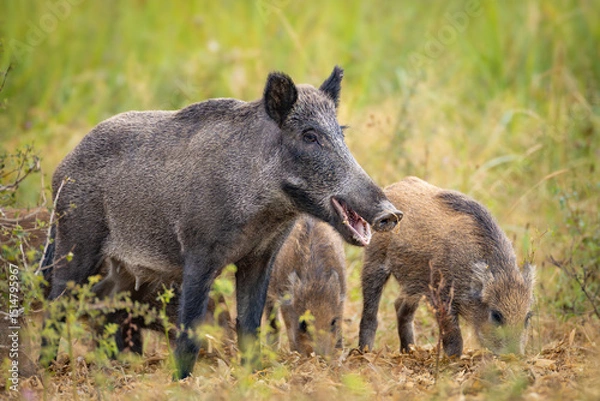 Obraz Wild boar (Sus scrofa) with piglets in tall grass, natural habitat, alert mother, striped young, spring scene, wildlife, close-up, peaceful moment, blurred background, detailed fur.