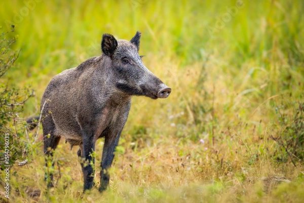 Obraz Wild boar (Sus scrofa) with piglets in tall grass, natural habitat, alert mother, striped young, spring scene, wildlife, close-up, peaceful moment, blurred background, detailed fur.