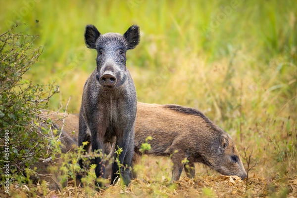 Obraz Wild boar (Sus scrofa) with piglets in tall grass, natural habitat, alert mother, striped young, spring scene, wildlife, close-up, peaceful moment, blurred background, detailed fur.