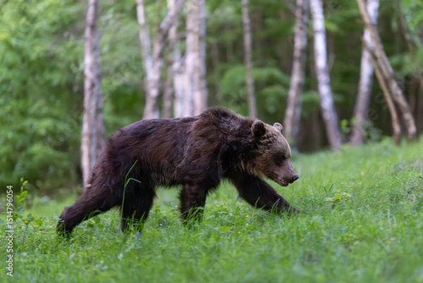Obraz Brown bear (Ursus arctos) walking through green forest, alert expression, thick fur, natural habitat, spring, wild nature, peaceful wildlife scene, soft light, detailed close-up, birch trees.