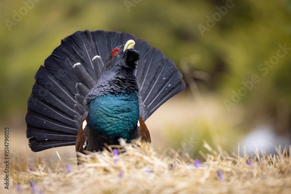 Obraz Western capercaillie (Tetrao urogallus) displaying on forest floor, fanned tail, vibrant plumage, red eyebrow, natural habitat, close-up, spring, wild bird, detailed feathers, blurred background.