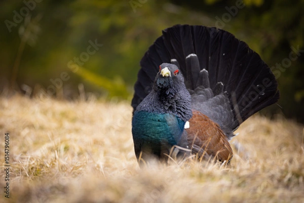 Obraz Western capercaillie (Tetrao urogallus) displaying on forest floor, fanned tail, vibrant plumage, red eyebrow, natural habitat, close-up, spring, wild bird, detailed feathers, blurred background.