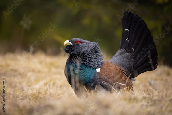 Obraz Western capercaillie (Tetrao urogallus) displaying on forest floor, fanned tail, vibrant plumage, red eyebrow, natural habitat, close-up, spring, wild bird, detailed feathers, blurred background.