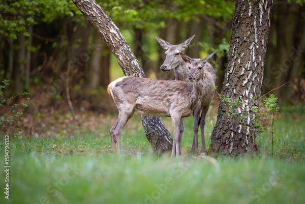 Obraz Red deer (Cervus elaphus) standing alert in green forest clearing, soft spring light, detailed fur, natural habitat, peaceful wildlife scene, grazing, vertical composition, blurred background.