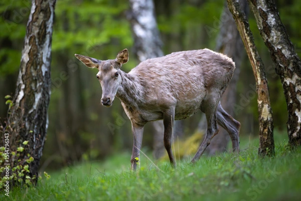 Obraz Red deer (Cervus elaphus) standing alert in green forest clearing, soft spring light, detailed fur, natural habitat, peaceful wildlife scene, grazing, vertical composition, blurred background.
