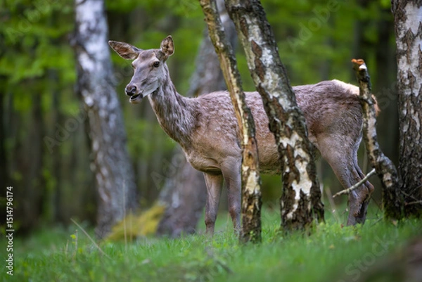 Obraz Red deer (Cervus elaphus) standing alert in green forest clearing, soft spring light, detailed fur, natural habitat, peaceful wildlife scene, grazing, vertical composition, blurred background.