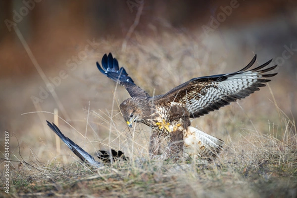 Obraz Common buzzard (Buteo buteo) with wings spread over prey on dry grass, intense hunting moment, sharp gaze, detailed feathers, wild nature, natural habitat, action scene, blurred background.