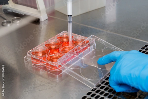 Fototapeta A hand in a blue glove pipettes red liquid into the wells of a laboratory plate on a table.