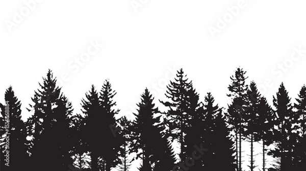 Fototapeta Pine trees silhouettes