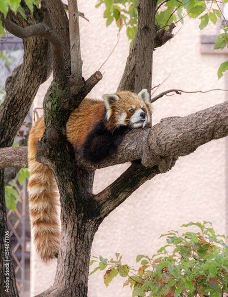 Fototapeta Red panda or lesser panda on tree at zoo