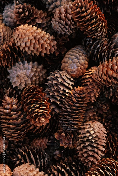Fototapeta texture of many ripe fir cones, abstract natural background. harvest season, picking cones. full frame. top view