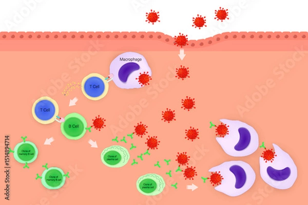 Fototapeta Humoral immune response. Stages of humoral immunity.  Phagocyte, T cell, B cell, memory B cell, plasma cell and antibody. Human immune system.