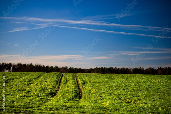 Obraz Wiosenne pole na tle lasu
