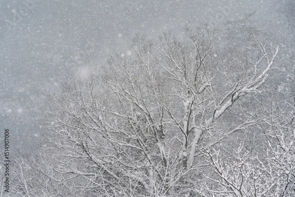 Fototapeta 雪景色