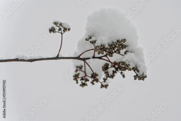 Fototapeta 枝に積もる雪