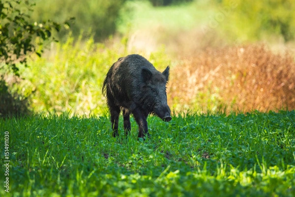 Fototapeta A wild boar walking through a green field, Zarzecze, eastern Poland