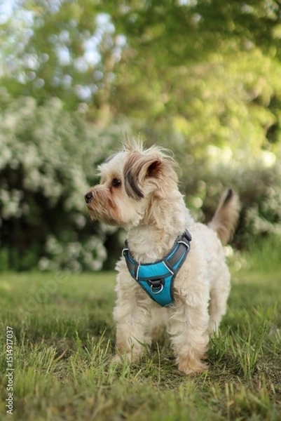 Fototapeta A small Yorkshire terrier mutt is in the park.