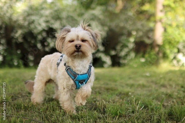 Fototapeta A small Yorkshire terrier mutt is in the park.
