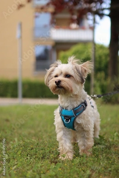 Fototapeta A small Yorkshire mix terrier is in the garden.