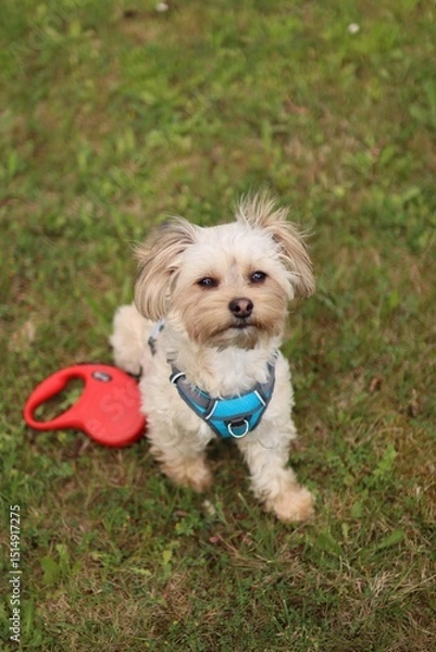 Fototapeta A small Yorkshire mix terrier is in the garden.