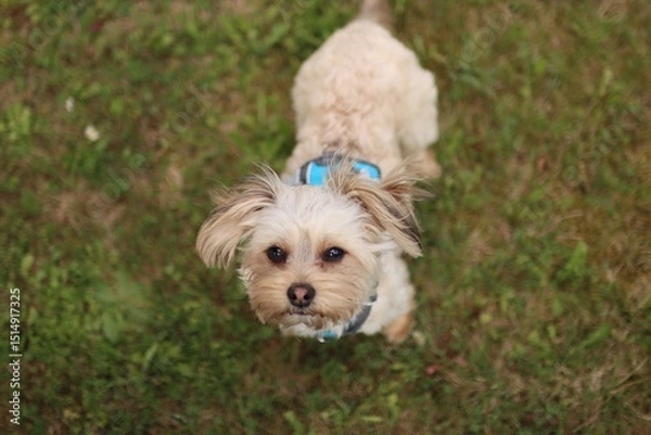 Fototapeta A small Yorkshire mix terrier is in the garden.
