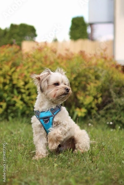 Fototapeta A small Yorkshire mix terrier is in the garden.