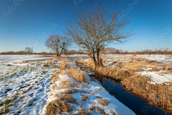 Fototapeta Small water ditch on snowy meadow with trees, winter view, Zarzecze, Poland