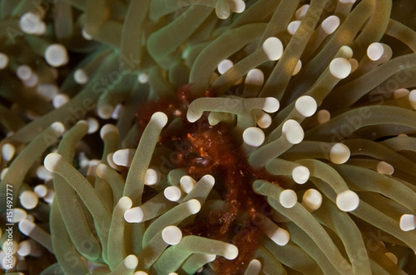 Obraz Orangutan crab