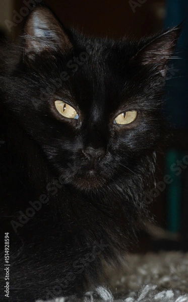 Fototapeta Majestic Black Cat – Elegance and Mystery in Feline Form