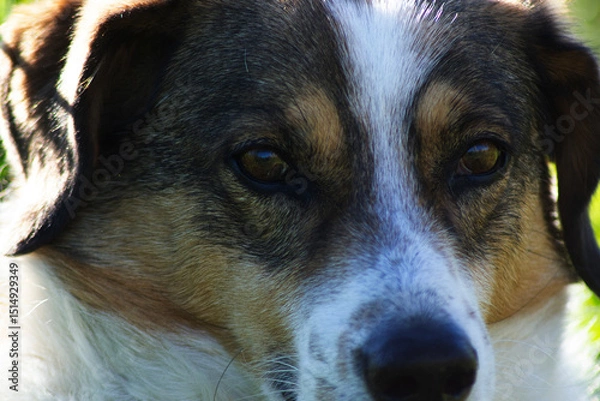 Fototapeta Resilient Stray Dog with Expressive Eyes