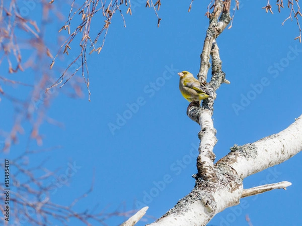 Fototapeta European greenfinch perched on birch branch against blue sky