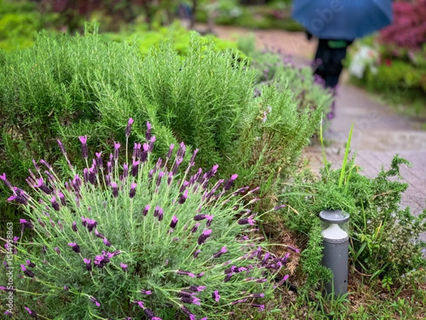 Obraz French lavender flowers and rosemary at herb garden in rain