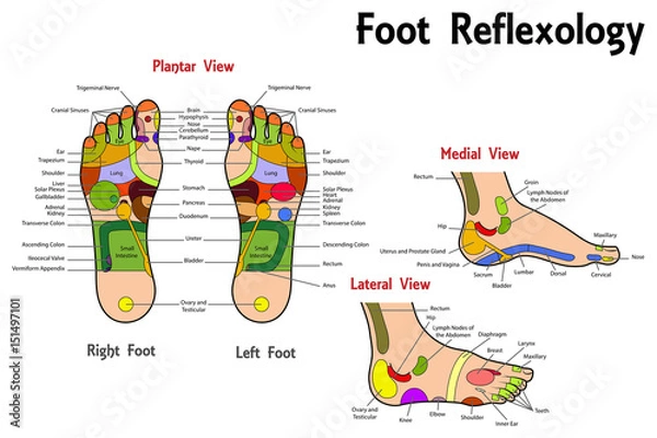Obraz Reflexology Foot Chart