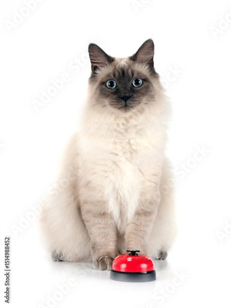 Fototapeta siberian cat and bell in studio