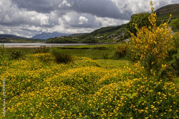 Fototapeta Portree bay embedded in gorgeous fjord scenery with yellow blooming flowers and broom in May.