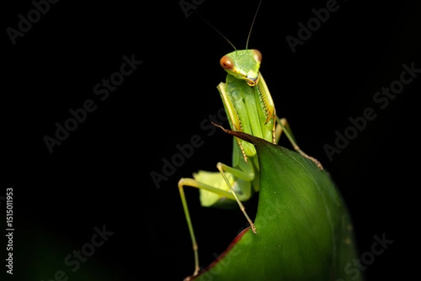 Fototapeta Gottesanbeterin