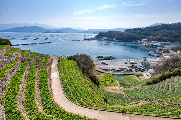 Fototapeta 遊子水荷浦の段畑