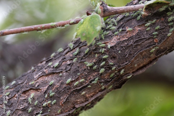 Fototapeta Fruit tree aphids on tree trunks and leaves. Leaf-curling aphid. Sap-sucking insects.