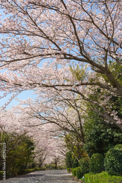 Fototapeta 愛鷹広域公園の桜並木