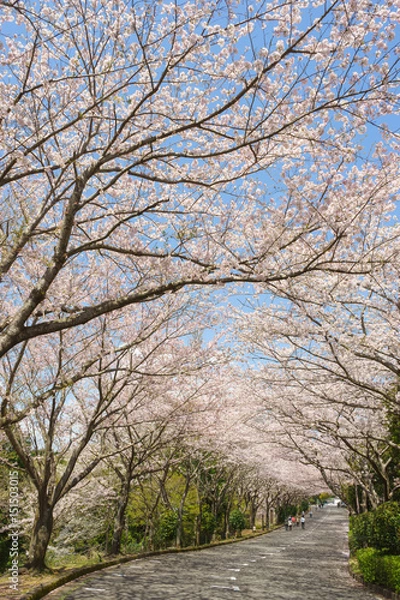 Fototapeta 愛鷹広域公園の桜並木
