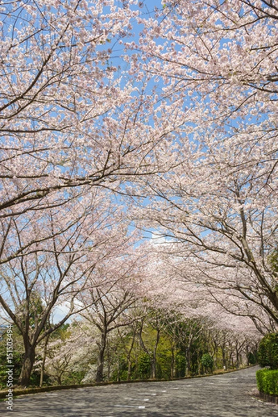Fototapeta 愛鷹広域公園の桜並木