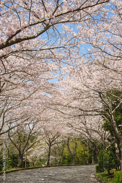 Fototapeta 愛鷹広域公園の桜並木