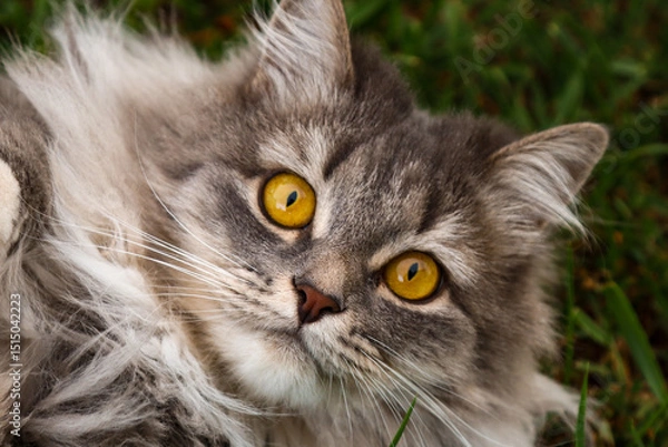 Obraz Beautiful grey cat of the Russian Siberian breed. Close-up. Big yellow eyes. Summer. On a blurry background. Walking pets.