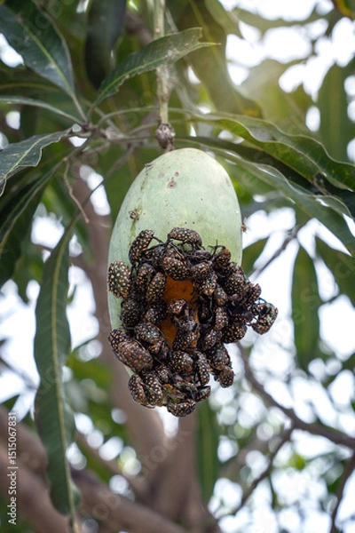 Fototapeta Protaetia niveoguttata. A swarm of Yellow–spotted flower beetles are eating ripe mangoes on tree and mating.