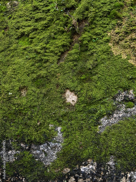 Fototapeta Lush Green Moss and Lichen on a Rocky Surface. Detailed view of green moss and lichen growing on a rock surface