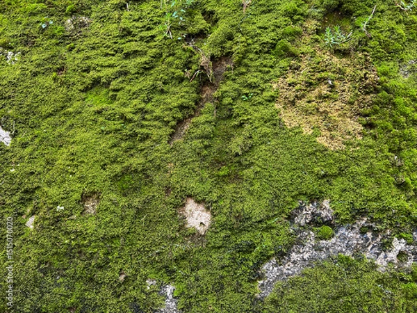 Fototapeta Lush Green Moss and Lichen on a Rocky Surface. Detailed view of green moss and lichen growing on a rock surface