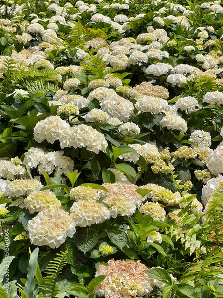 Fototapeta Lush White Hydrangeas and Green Ferns in a Garden Setting