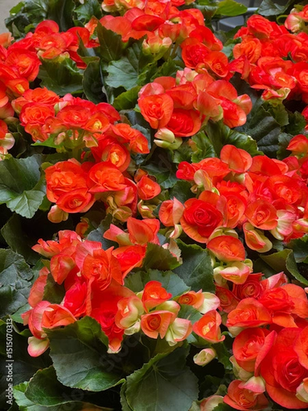 Fototapeta Close-up of vibrant orange and red begonia flowers in full bloom. Vibrant Red and Orange Begonia Flowers in Bloom