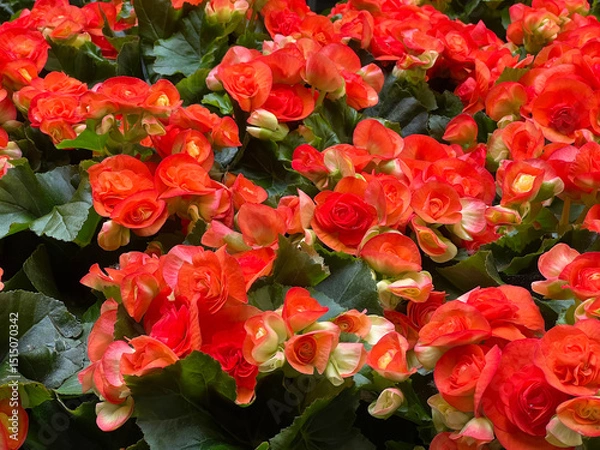 Fototapeta Close-up of vibrant orange and red begonia flowers in full bloom. Vibrant Red and Orange Begonia Flowers in Bloom
